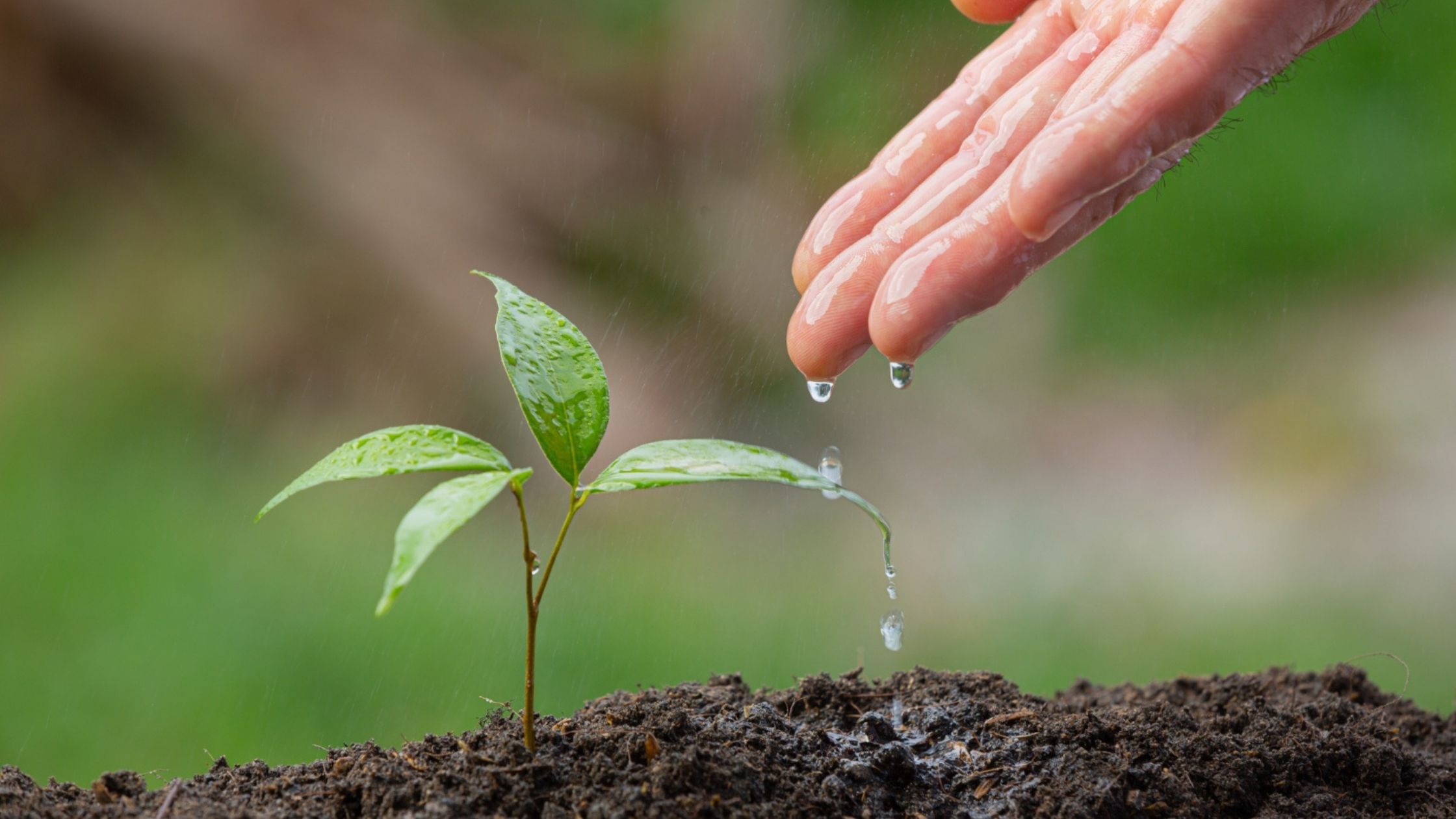 Riego orgánico para plantas